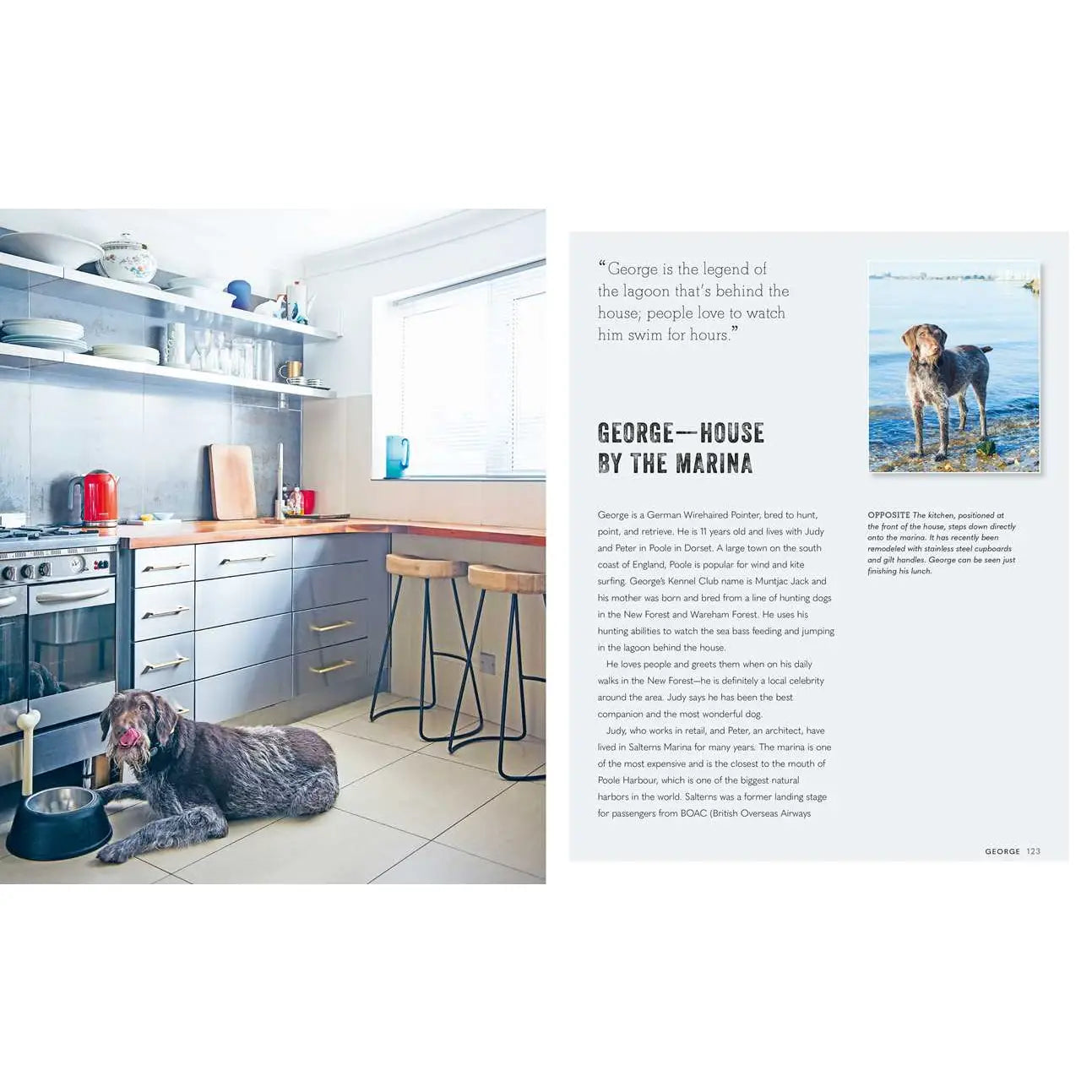 Cool Dogs Cool Homes