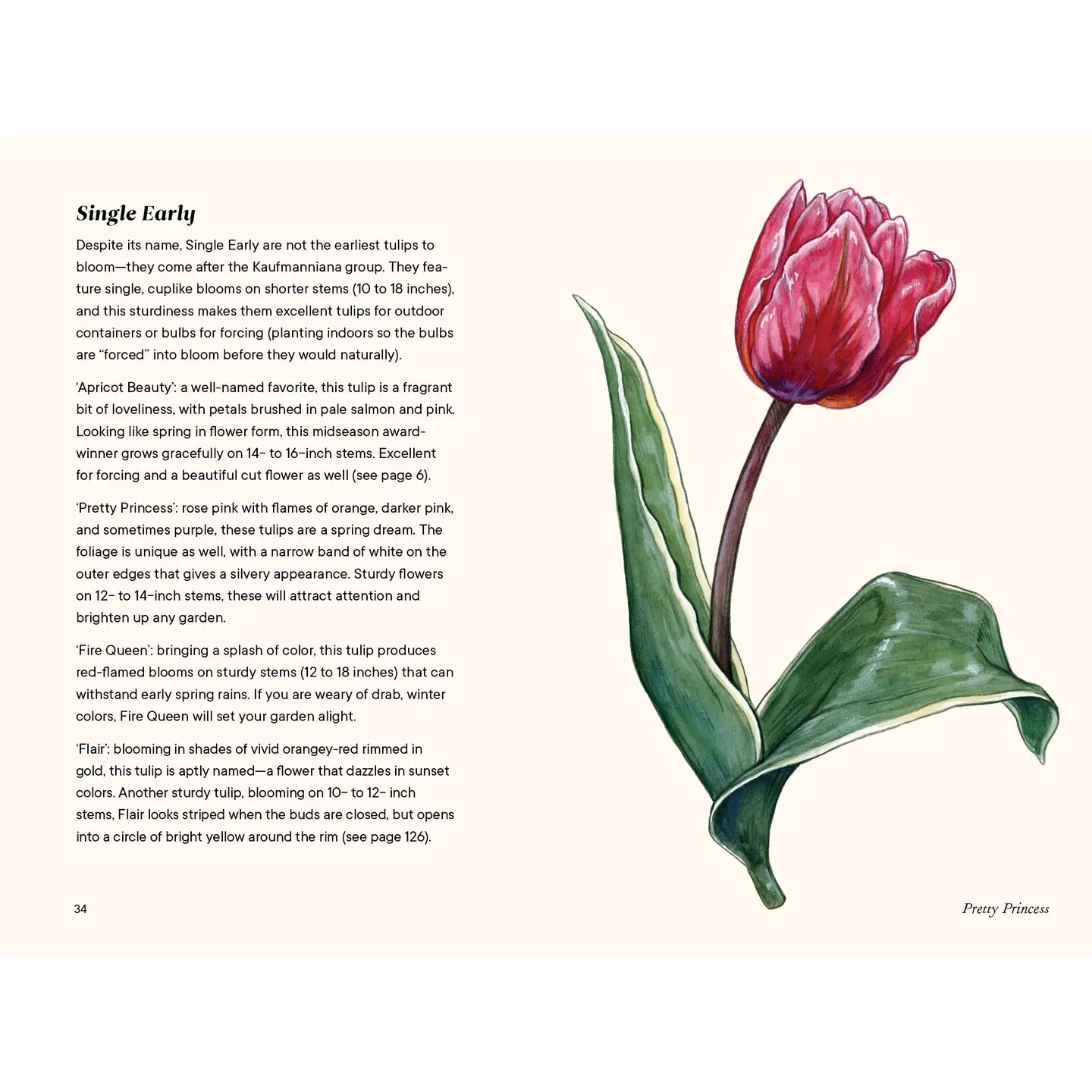 Tulips Book